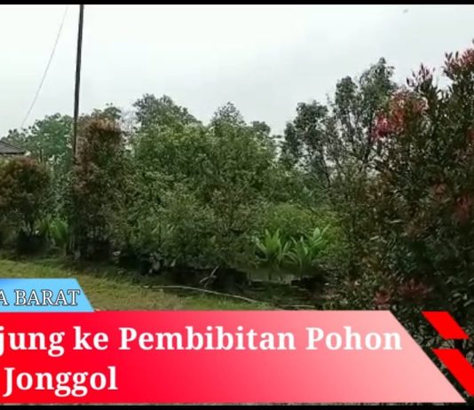 Kunjungan Ke Tempat penjualan Bibit Pohon kayu dan Buah di Jonggol