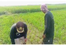 Cuaca Ekstrim yang tak menentu Penyebab Para Petani Rugi dan Gagal Panen