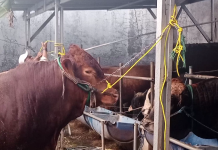 Jelang Idul Adha, DKPP Kota Belitar temukan 9 Kasus Penyakit Kulit Sapi