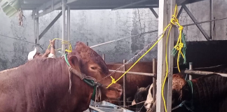 Jelang Idul Adha, DKPP Kota Belitar temukan 9 Kasus Penyakit Kulit Sapi