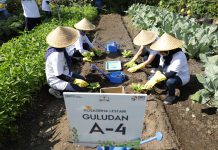 Kembangkan Urban Farming di Lahan Sempit, BRI Peduli Inspirasi Bertani di Kota (BRInita)