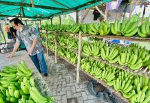 Cerita Klaster Pisang Cavendish di Pasuruan, dari Lahan Non Produktif Kini Jadi Lahan Usaha yang Terus Berkembang