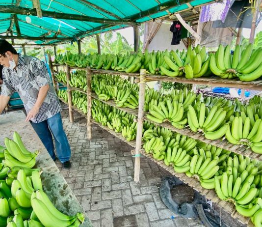 Cerita Klaster Pisang Cavendish di Pasuruan, dari Lahan Non Produktif Kini Jadi Lahan Usaha yang Terus Berkembang
