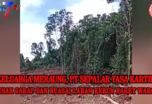 8 keluarga Meraung PT. Sepalar Yasa Kartika rusak garap dan kuasai lahan kebun karet warga