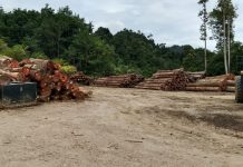 Diduga Illegal Logging, PT. Multi Sibolga Timber Jadi sorotan publik.